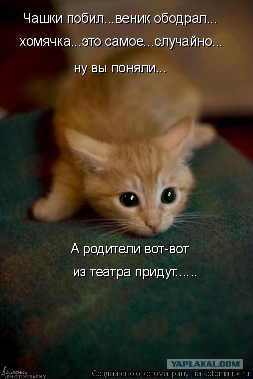Просто хомяк в гипсике.