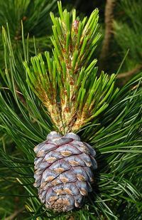 25 вещей, которые есть только в России!