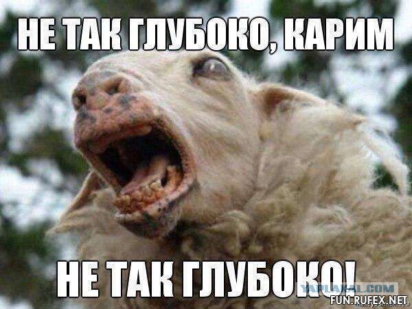 Животный секс