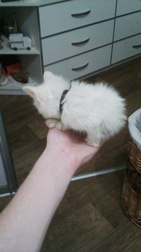 Прикольные животные