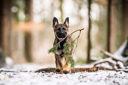 Прикольные животные