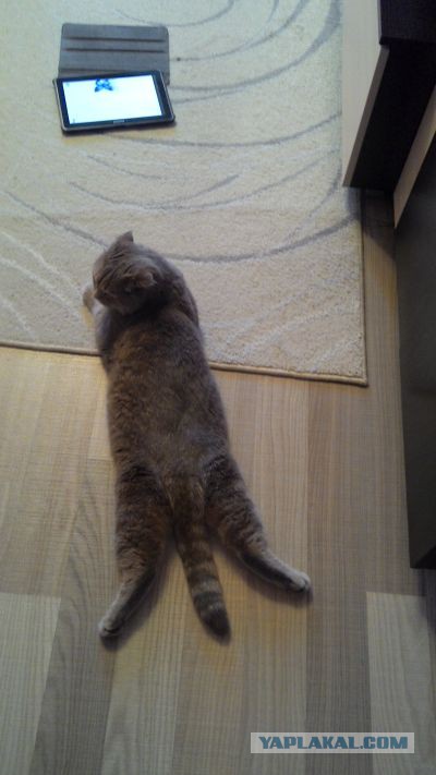 Котовтоник 29.11.2016.