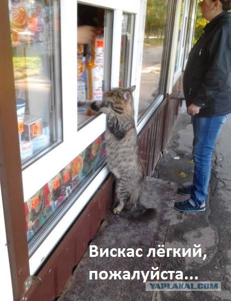 Упоротые коты.
