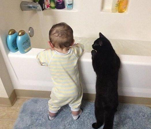 Коты из сети