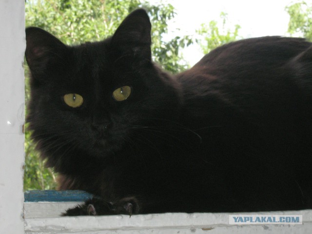 Сегодня ночью умер наш кот...