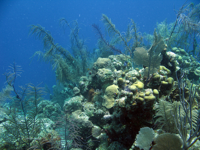 Голубая дыра (Great Blue Hole)