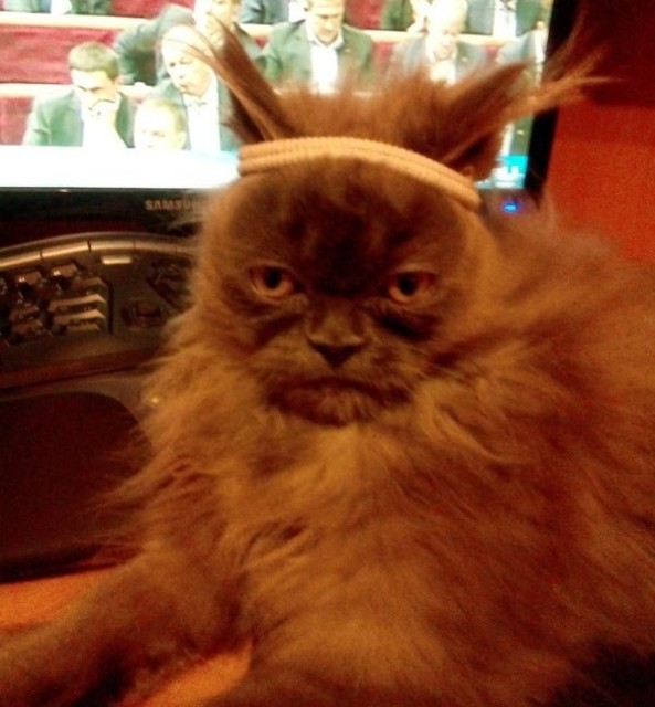 Коты и Кошки