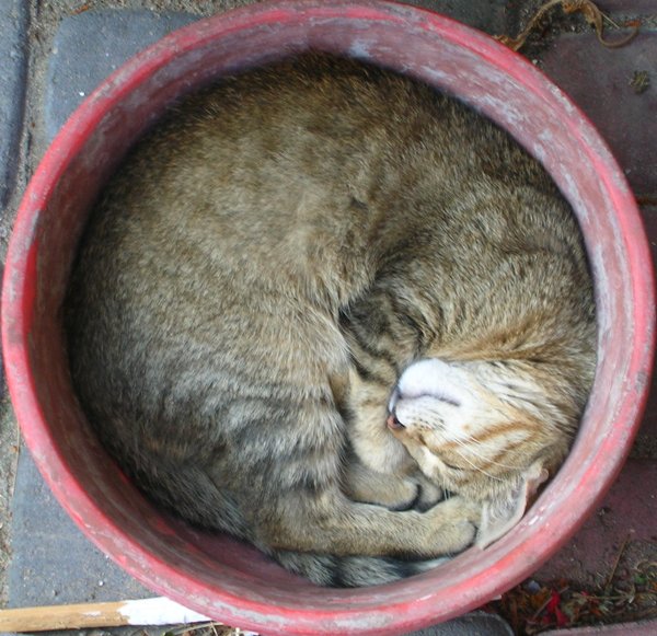Коты и Кошки