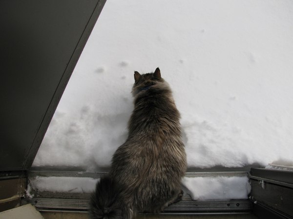 Коты и Кошки