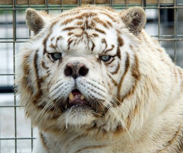 Кудрин сравнил новое правительство с готовящимся к прыжку тигром‍