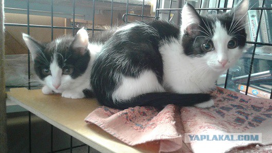 Трое из ларца. Маркизные котята ищут дом.  Москва