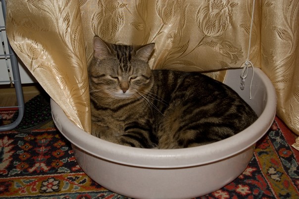 Кот Кузя