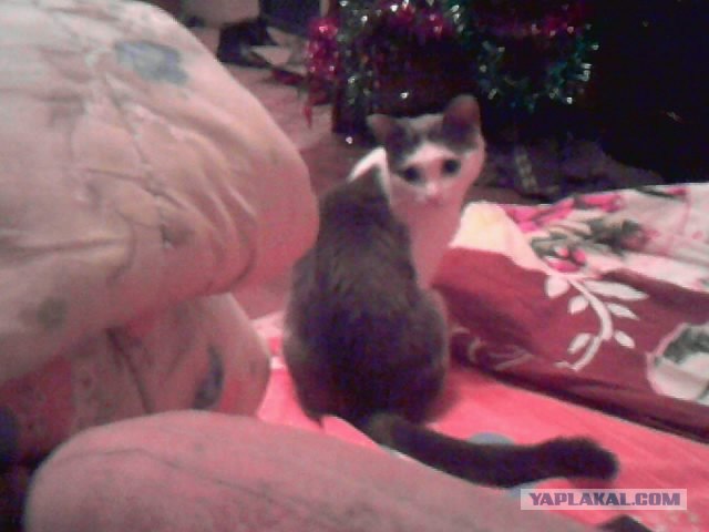 Котовторник (10.01.2012)