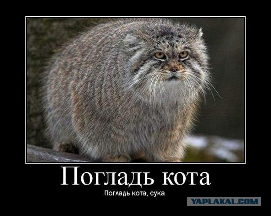 21 факт о манулах