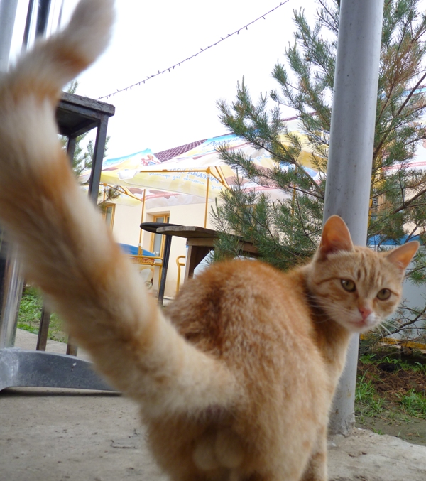 Котовторник  12. 06. 2012