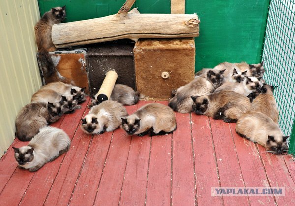 Котовторник 11.09.2012