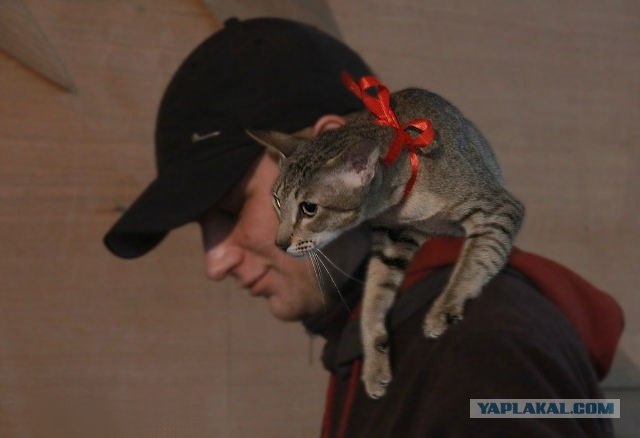 Котовторник  16.10.12