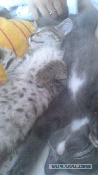 Котовторник 12.02.13