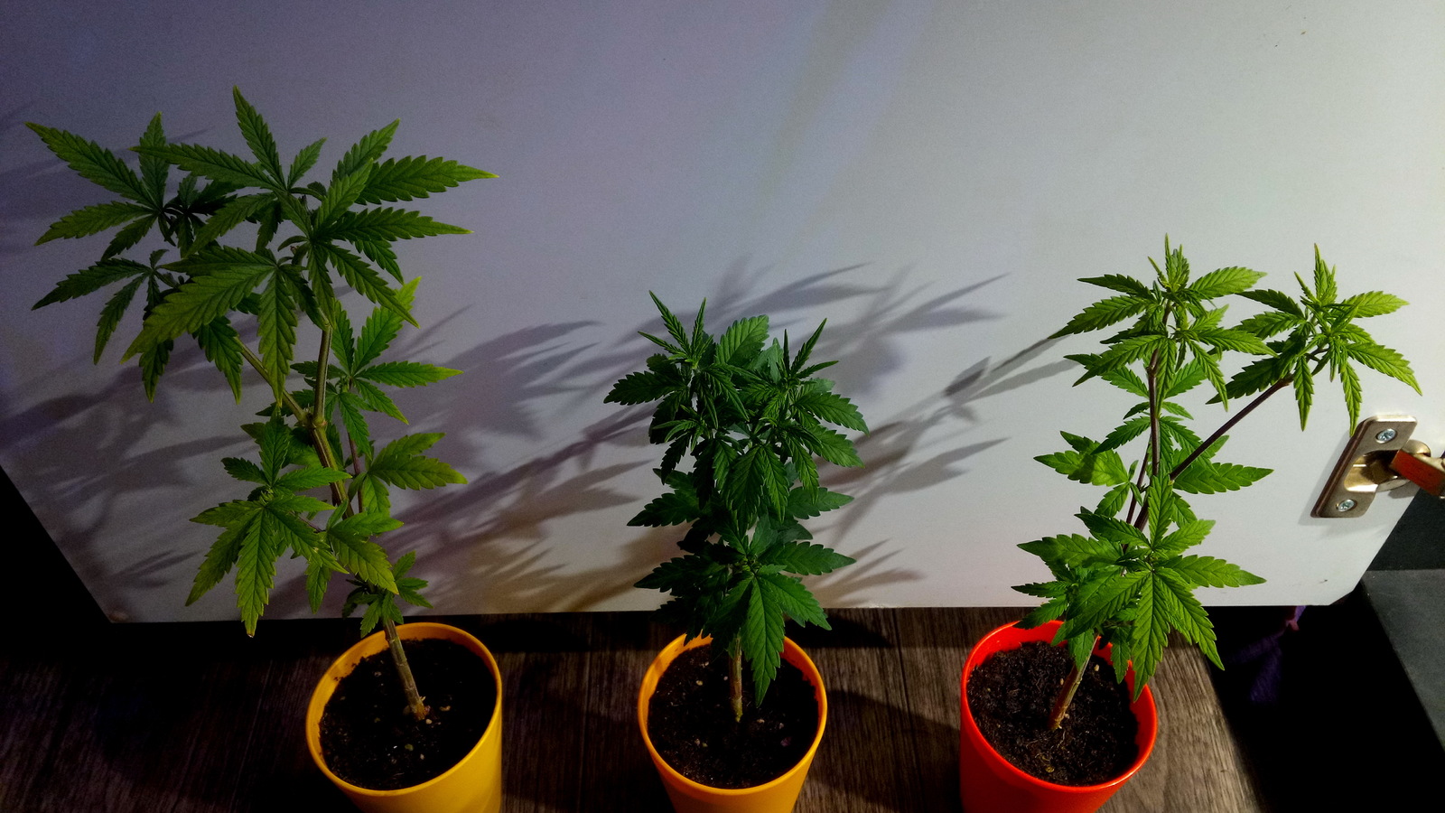 выращивание марихуаны на природе