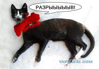 Фотожаба: Кот