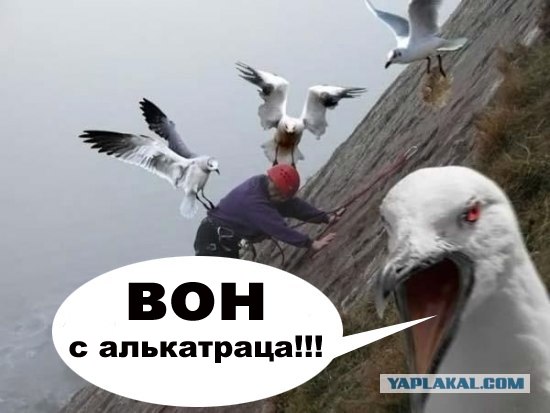 Чайки атакуют!