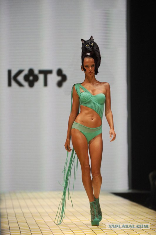 Эпичный кот