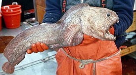 Как я в субботу за корюшкой ездил. Рыболовный пост. Фотоотчет