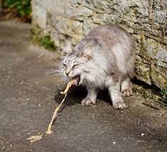 Юлия Тимошенко вышла на улицу с автоматом Калашникова