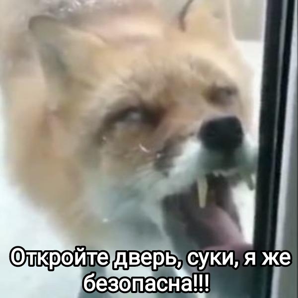 Лиса укусила парня, когда он рассказывал, что эти животные безопасны