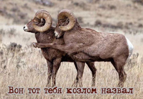 Ура, товарищи! Понедельник!