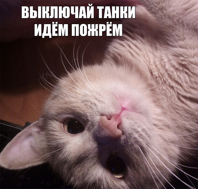 К котовторнику: подборка картинок-баянов с котиками и про котиков. Выпуск 5