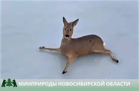 Деревенская Америка - 10