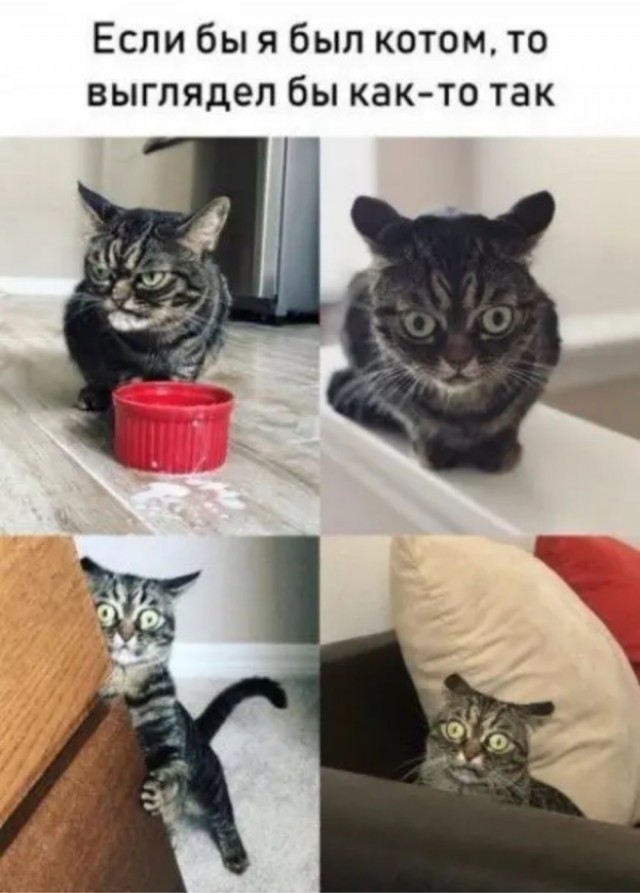 К котовторнику: подборка картинок-баянов с котиками и про котиков. Выпуск 40.