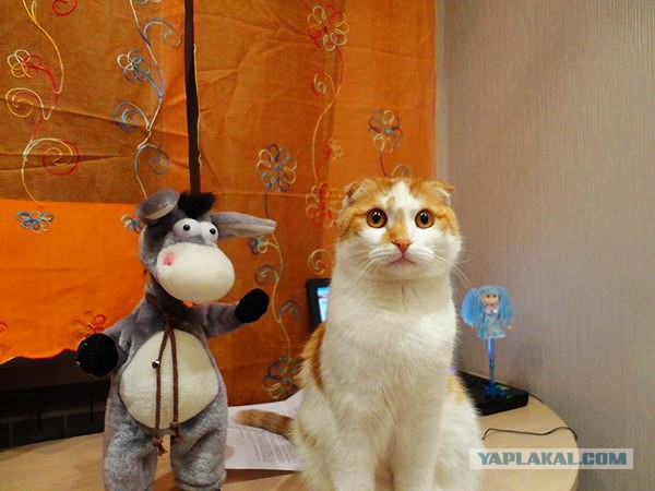 Категории женщин