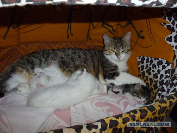 Котовторник   15.04.2014