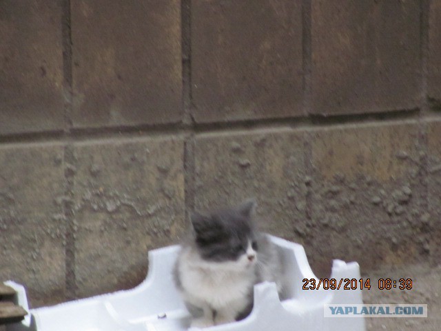Котовторник 23.09.2014.