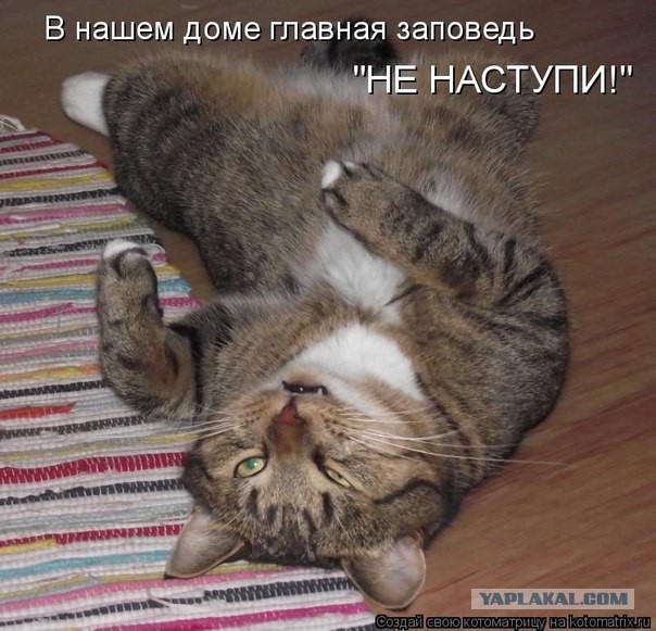 Картинки из этих ваших интернетов