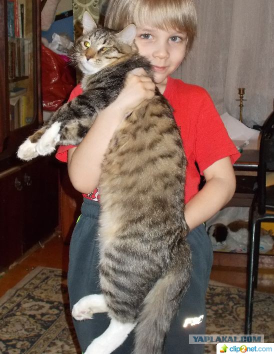 Раз полоска, два полоска