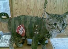 Генерал и армейский кот