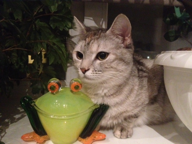 Котовторник 17.11.2015