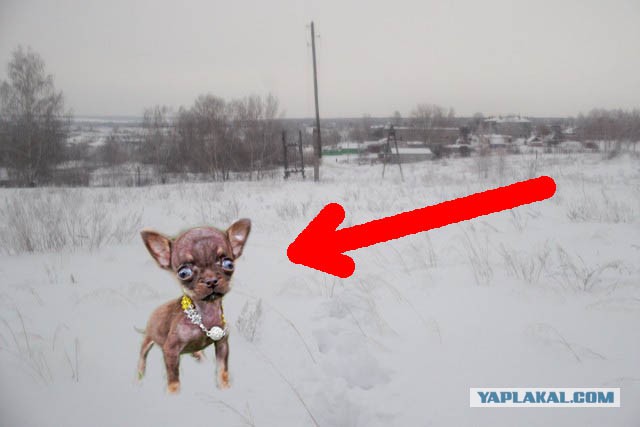 Исчезающая собака