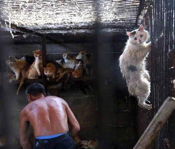 Этого кота убьют на ваших глазах за 5000 рублей