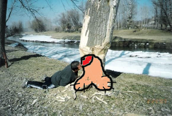 Фотожаба: Почувствуй себя бобром!