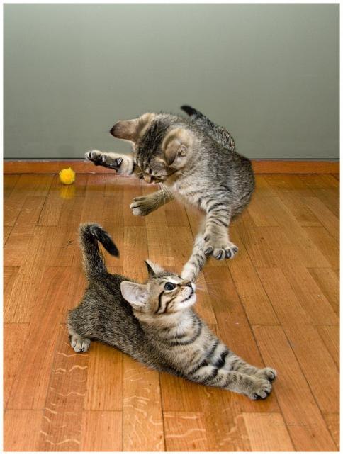 Коты и Кошки