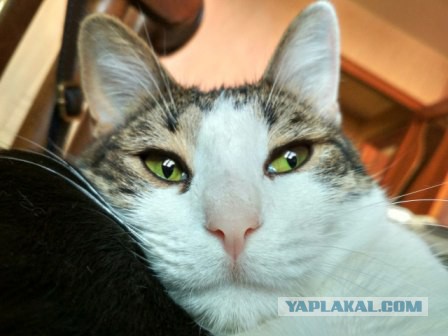 Котовторник 19.09.2017