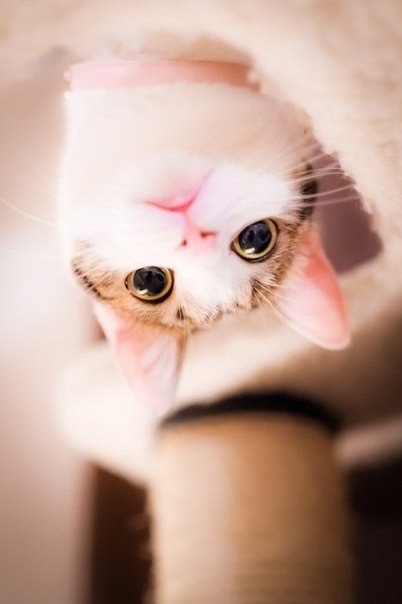 Фотобомбы котов