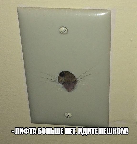 Демотиваторы и картинки всякие