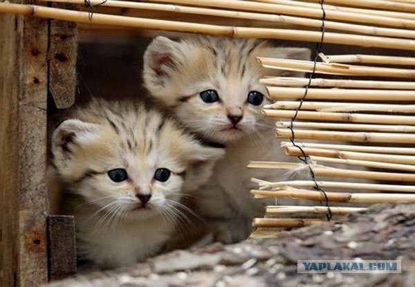 Котовторник  на  ЯПлакалъ
