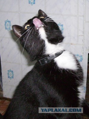 КОТовторник 13.04.2010г.