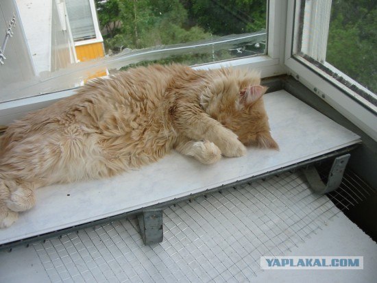 Котовторник!